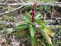 Phytolacca octandra