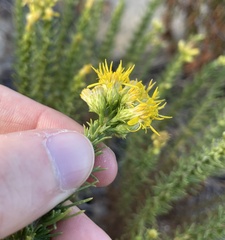 Ericameria pinifolia