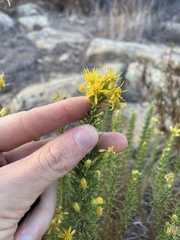 Ericameria pinifolia