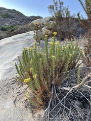 Ericameria pinifolia