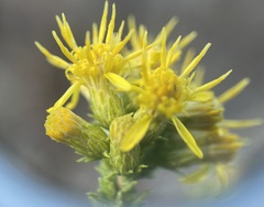 Ericameria pinifolia