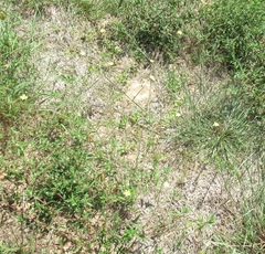 Croptilon divaricatum