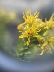 Ericameria pinifolia
