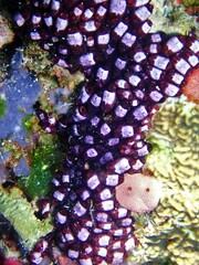 Eusynstyela latericius