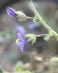 Sairocarpus pusillus
