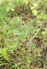 Galium intermedium