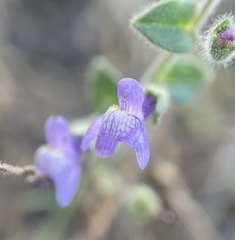 Sairocarpus pusillus