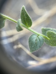 Sairocarpus pusillus