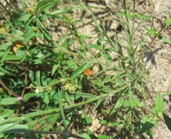 Croptilon divaricatum