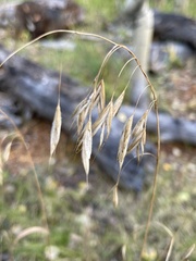 Bromus ciliatus