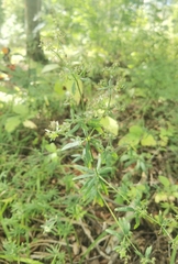 Galium intermedium