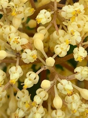 Pomaderris elliptica