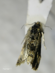 Tortricidae