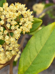 Pomaderris elliptica