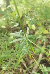 Galium intermedium