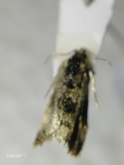 Tortricidae
