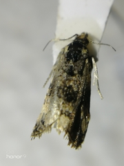 Tortricidae