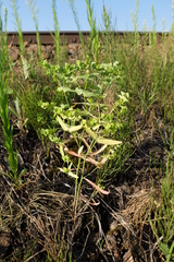 Euphorbia taurinensis