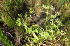 Euphorbia taurinensis