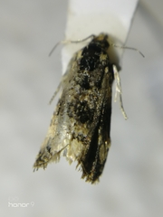 Tortricidae