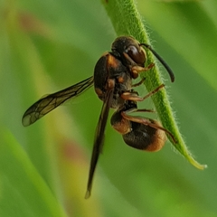Eumeninae