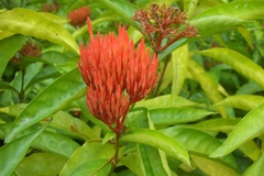 Ixora chinensis