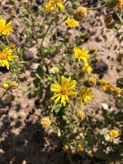 Heterotheca subaxillaris