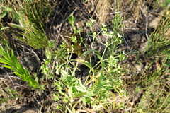 Euphorbia taurinensis