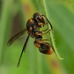 Eumeninae