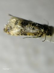 Tortricidae