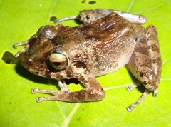 Platymantis guentheri