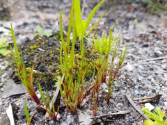 Centrolepis aristata