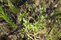 Euphorbia taurinensis