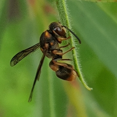 Eumeninae
