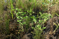 Euphorbia taurinensis