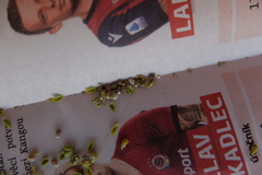 Euphorbia taurinensis