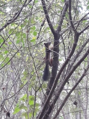 Sciurus vulgaris