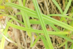 Carex pilosa