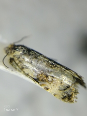 Tortricidae
