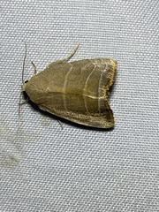 Bagisara rectifascia