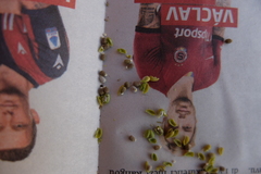 Euphorbia taurinensis