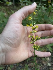 Solidago erecta
