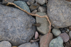 Cicindela oregona
