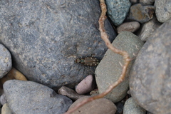 Cicindela oregona