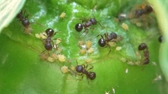 Pristomyrmex punctatus