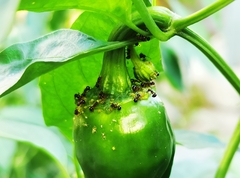 Pristomyrmex punctatus