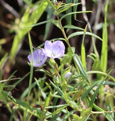 Veronica gracilis