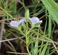 Veronica gracilis