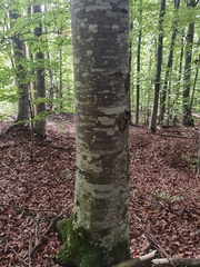 Fagus sylvatica