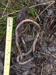 Typhlopidae